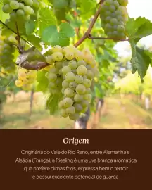 Encarte Festval Página 3