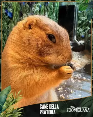 Volantino Zoomiguana (valido fino al 28-03)