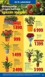 Lidl akciós újság hét 12 Oldal 21