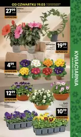 Delikatesy Centrum gazetka tydzień 12 Strona 37