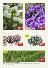 Pflanzen Kölle Prospekt Seite 2