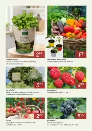 Pflanzen Kölle Prospekt Seite 3