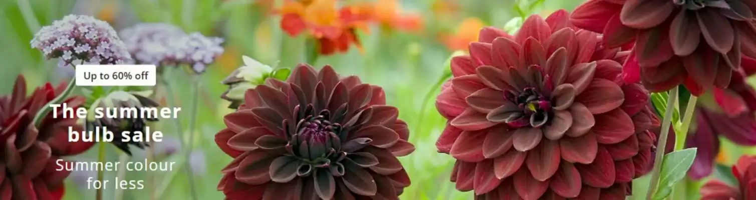 Crocus (valid until 31-03)