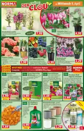 Norma Prospekt woche 15 Seite 15