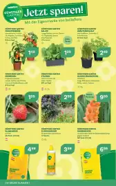 Bellaflora Flugblatt Seite 10