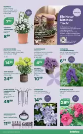 Bellaflora Flugblatt Seite 7