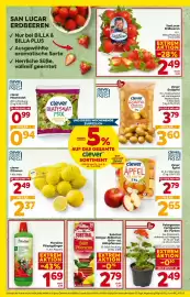 Billa Box Flugblatt Seite 4