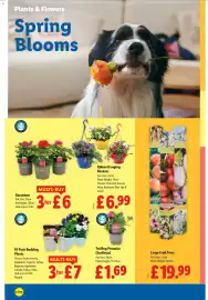 Lidl leaflet week 15 Page 22