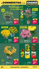 NETTO Prospekt woche 16 Seite 34