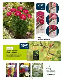 Mrówka gazetka Strona 2