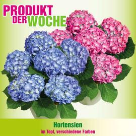 Blumen B&B Flugblatt Seite 8