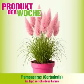 Blumen B&B Flugblatt Seite 2