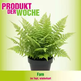 Blumen B&B Flugblatt Seite 3