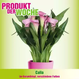 Blumen B&B Flugblatt Seite 4