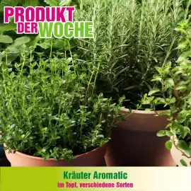 Blumen B&B Flugblatt Seite 5