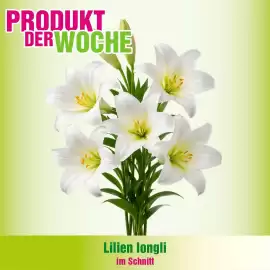 Blumen B&B Flugblatt Seite 6