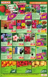 Catalogue Norma semaine 16 page 4