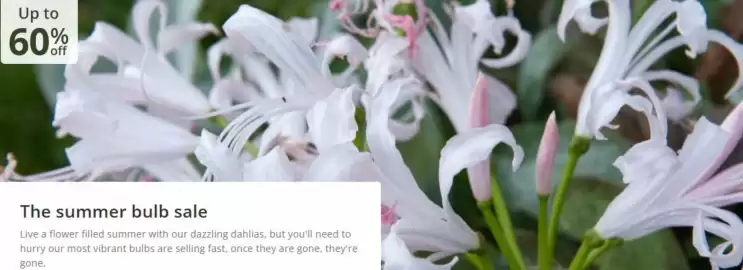 Crocus leaflet Page 1