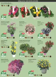 V Markt Prospekt woche 16 Seite 22