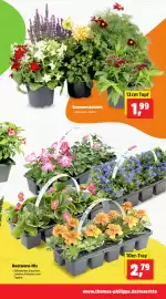 Thomas Philipps Prospekt woche 16 Seite 7