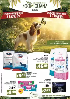 Zoomiguana (valido fino al 3-05)