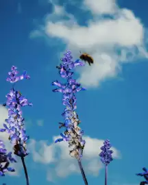 Folleto Napapijri Página 2
