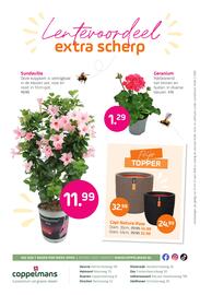 Coppelmans folder Pagina 8