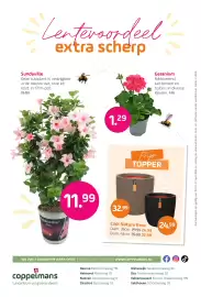 Coppelmans folder Pagina 8