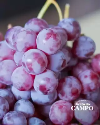 Dona de Casa (válido até 15-04)