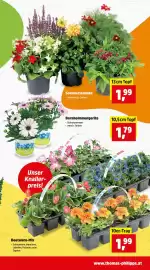 Thomas Philipps Prospekt woche 17 Seite 3