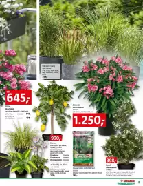 Bauhaus leták Strana 5