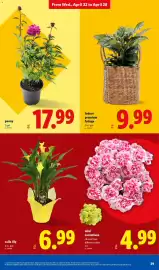 Lidl weekly ad week 17 Page 29