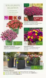 Pflanzen Kölle Prospekt woche 17 Seite 2