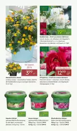 Pflanzen Kölle Prospekt woche 17 Seite 4