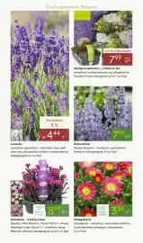 Pflanzen Kölle Prospekt woche 17 Seite 6