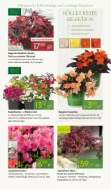 Pflanzen Kölle Prospekt woche 17 Seite 7