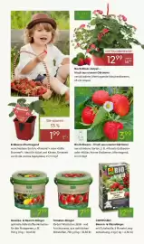 Pflanzen Kölle Prospekt woche 17 Seite 8