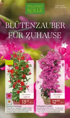 Pflanzen Kölle (gültig bis 26-04)