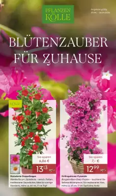 Pflanzen Kölle (gültig bis 26-04)