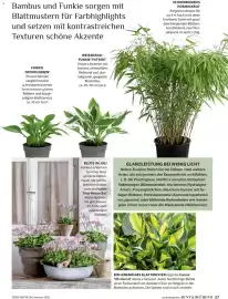 Dehner Prospekt Seite 37