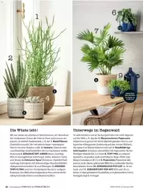 Dehner Prospekt Seite 80