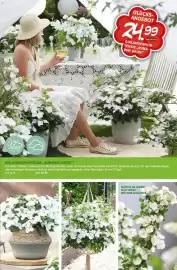 Blumen Risse Prospekt Seite 11