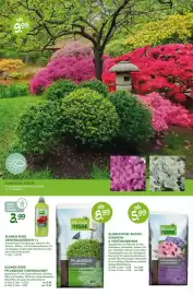 Blumen Risse Prospekt Seite 12