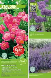 Blumen Risse Prospekt Seite 14