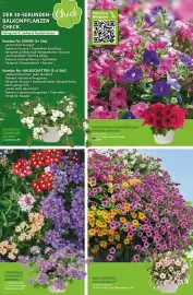 Blumen Risse Prospekt Seite 5