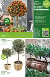 Blumen Risse Prospekt Seite 6