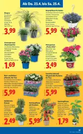 Lidl Flugblatt woche 17 Seite 29