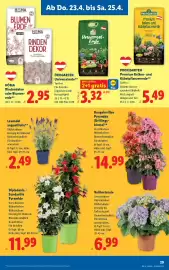 Lidl Flugblatt woche 17 Seite 31