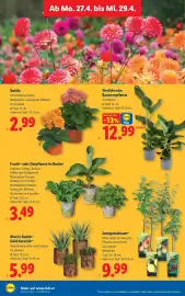 Lidl Flugblatt woche 17 Seite 35