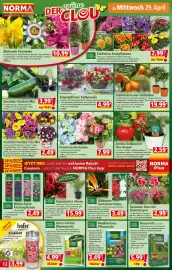 Norma Prospekt woche 18 Seite 12